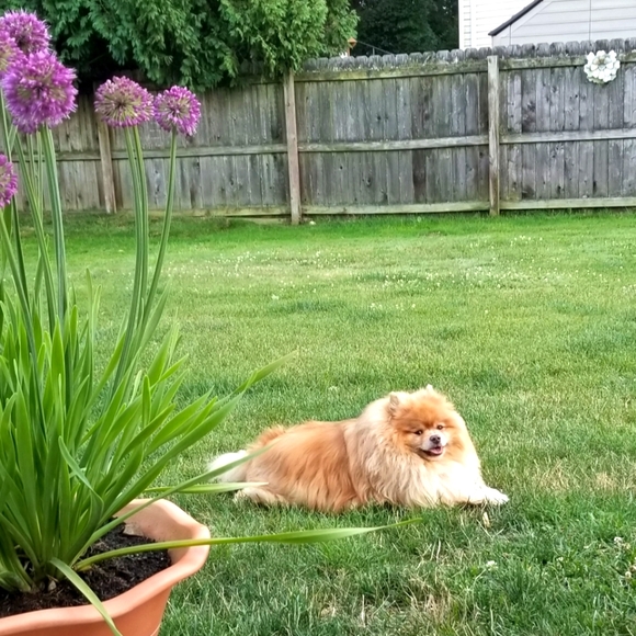 Meet your Posher, Andrea - Picture 2 of 3